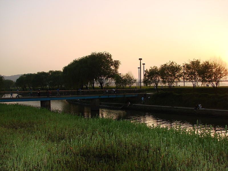 800px-Słonecznik